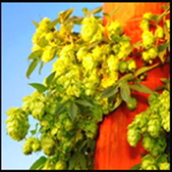 Beer Garden at Sierra Blanca Brewery